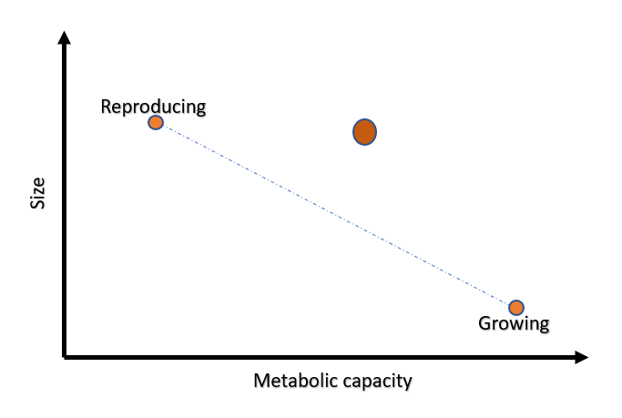 Scatter plot of cell size versus metabolic capacity showing reproducing and growing archetypes.